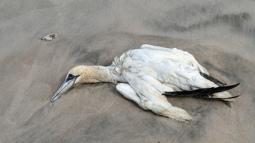 An Vogelgrippe eingegangener Basstölpel am Nordseestrand | Bild: picture-alliance/dpa