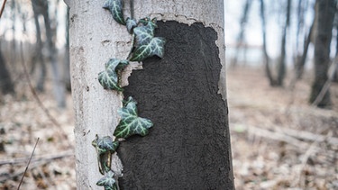 Ein von der Rußrindenkrankheit befallener Baum. | Bild: picture alliance/dpa/Frank Rumpenhorst 