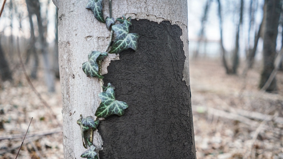 Ein von der Rußrindenkrankheit befallener Baum. | Bild: picture alliance/dpa/Frank Rumpenhorst 