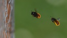 Gehörnte Mauerbienen im Anflug auf ein Wildbienenhotel | Bild: picture-alliance/dpa