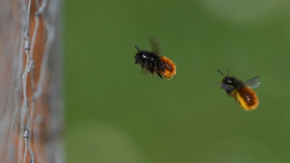 Gehörnte Mauerbienen im Anflug auf ein Wildbienenhotel | Bild: picture-alliance/dpa