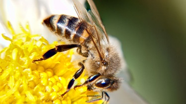 Biene auf Blüte | Bild: colourbox.com