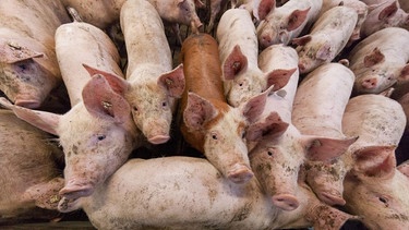 Schweine im Schweinestall | Bild: dpa-Bildfunk/Friso Gentsch