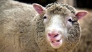 Das Klonschaf Dolly zeigt im Roslin-Institut bei Edinburgh seine Zähne (Archivfoto vom 4.1.2002). Das Schaf Dolly war das erste erwachsene Klon-Lebewesen.
| Bild: picture-alliance/dpa