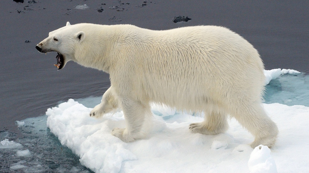 Eisbär auf einer Eisscholle im Arktischen Nationalpark in Russland | Bild: picture-alliance/dpa