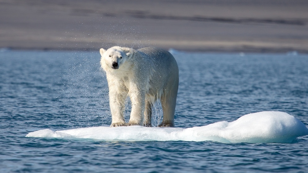 Eisbär auf einer Eisscholle | Bild: picture-alliance/dpa