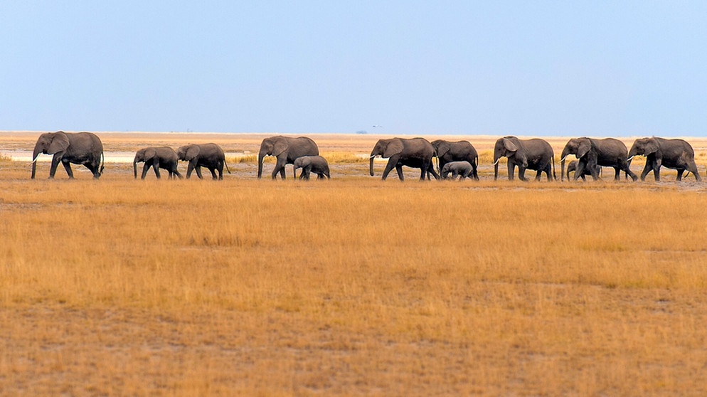 Afrikanische Elefanten im Amboseli Nationalpark, Kenia | Bild: picture-alliance/dpa