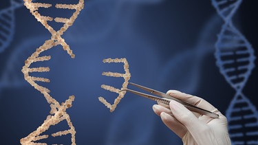 Mit der Pinzette nimmt Wissenschaftler einen Teil aus der DNA heraus | Bild: picture-alliance/dpa