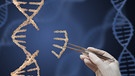 Mit der Pinzette nimmt Wissenschaftler einen Teil aus der DNA heraus | Bild: picture-alliance/dpa