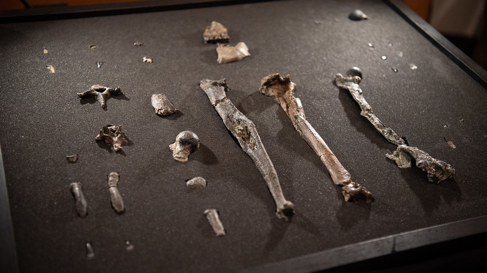 Knochen der bisher unbekannten Primatenart Danuvius guggenmosi liegen in einem Kasten. Paläontologen haben in Süddeutschland Fossilien entdeckt, die ein neues Licht auf die Entwicklung des aufrechten Ganges werfen. Foto: Sebastian Gollnow | Bild: BR