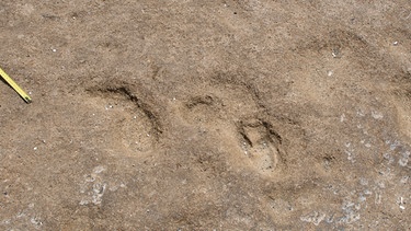 Fußspuren im Sand | Bild: Mouncef Sedrati