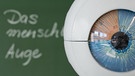 Modell eines menschlichen Auges mit Kreidetafel im Hintergrund | Bild: picture-alliance/dpa