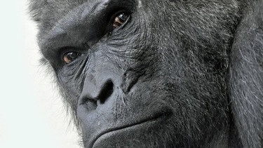 Gorilla
| Bild: Heike Arranz