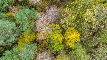 Blick auf die Baumwipfel eines Herbstwaldes  | Bild: picture-alliance/dpa