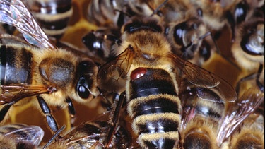Honigbiene mit Varroamilbe | Bild: picture-alliance/dpa