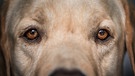 Die Augen eines Blindenhundes | Bild: picture-alliance/dpa