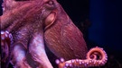 Oktopus im Wasser | Bild: colourbox.com