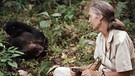 Jane Goodall mit einem Schimpansen im August 1988, Gombe | Bild: picture-alliance/dpa