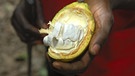 Kakaofrucht mit Pulpa | Bild: picture-alliance/dpa