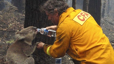 In Australien teilt ein Feuerwehrmann sein Wasser mit einem Koalabären | Bild: picture-alliance/dpa