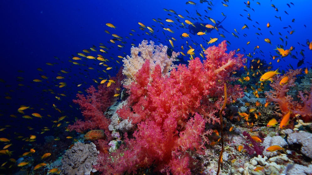 Korallen im Roten Meer, Ägypten | Bild: picture alliance / Anadolu | Tahsin Ceylan