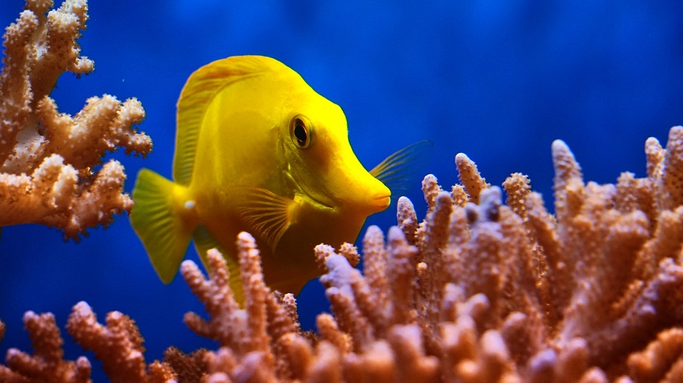 Fisch in Korallen | Bild: picture-alliance/dpa