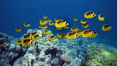 Ein Schwarm Tabak-Falterfische schwimmt über ein Korallenriff, Sinai | Bild: picture-alliance/dpa