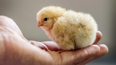 Ein männliches Hühner-Küken sitzt auf einer Hand | Bild: BR