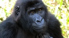 Berggorillas im Kongo | Bild: picture-alliance/dpa