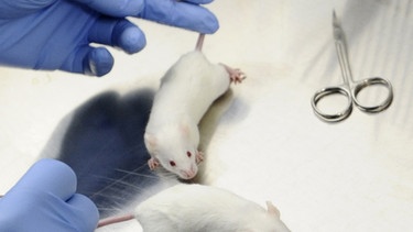 Mäuse in einem Forschungslabor | Bild: picture-alliance/dpa