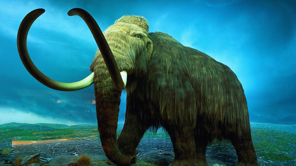 Paläontologie Säugetiere Mammut mammoth stehend in Tundra Modell palaeontology mammoth on tundra Royal British Columbia Museum British Columbia Kanada | Bild: picture-alliance / OKAPIA KG, Germany | Fred Bruemmer/OKAPIA
