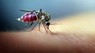 Mücke beim Blutsaugen | Bild: picture-alliance/dpa