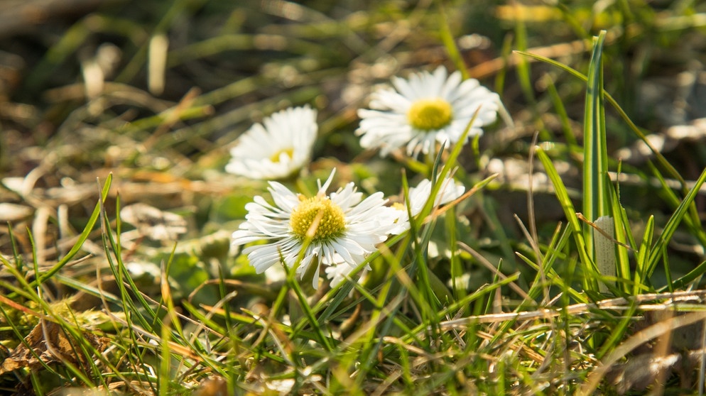 Gänseblümchen im Rasen | Bild: picture-alliance/dpa
