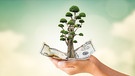 Eine Hand hält einen Geldschein in der Hand, aus dem ein Baum wächst. | Bild: colourbox.com