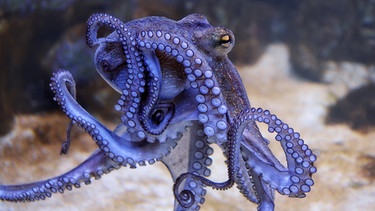 Ein schwimmender Oktopus | Bild: picture alliance/zoonar/joachim g. pinkawa