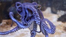 Ein schwimmender Oktopus | Bild: picture alliance/zoonar/joachim g. pinkawa