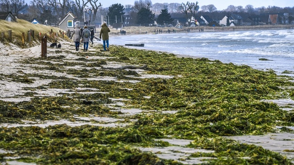 Angespülte Algen am Ostseestrand  | Bild: picture-alliance/dpa
