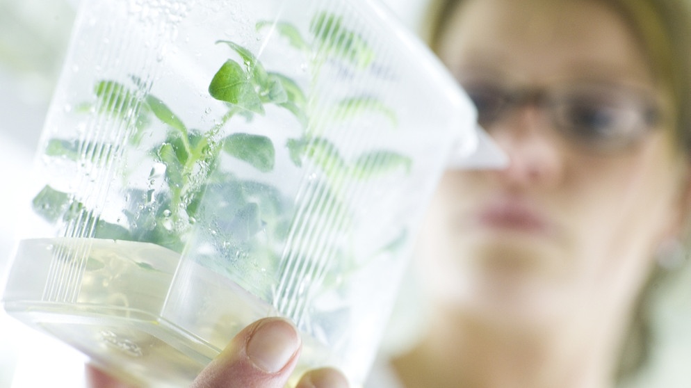 Bio-Laborantin mit gezüchteten Pflanzen | Bild: picture-alliance/dpa