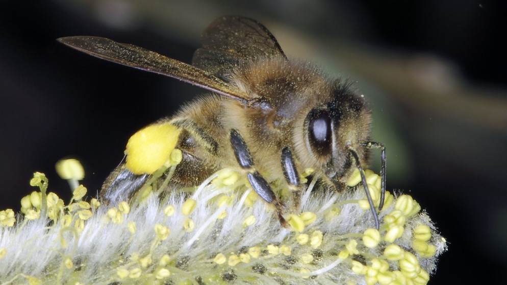 Biene auf einer Blüte | Bild: picture-alliance/dpa