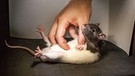 Eine Ratte wird gekitzelt | Bild: picture-alliance/dpa