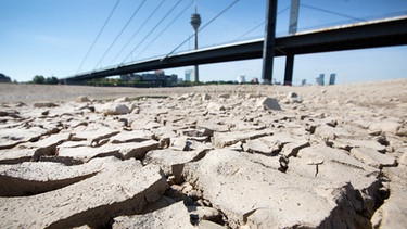 Trockenheit am Rhein | Bild: picture-alliance/dpa