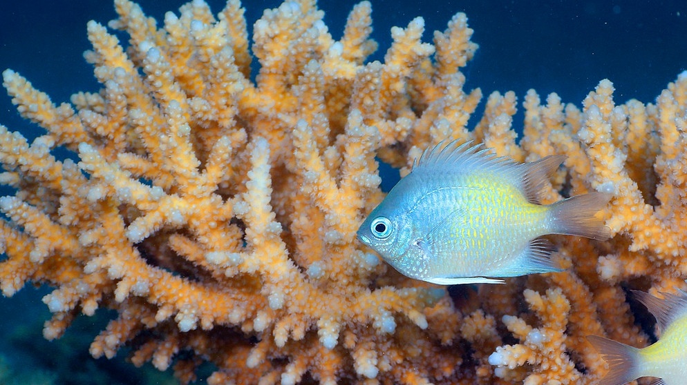 Gelbseitenriffbarsch im Korallenriff, Ägypten, Rotes Meer, Hurghada | Bild: picture-alliance/dpa