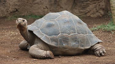 Intelligente Schildkröte | Bild: colourbox.com