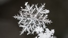 Eine einzelne Schneeflocke | Bild: picture-alliance/dpa