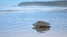 Olivbastardschildkröte kriecht nach der Eiablage über den Strand zum Meer | Bild: picture-alliance/dpa