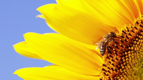 Sonnenblume mit Biene | Bild: picture-alliance/dpa