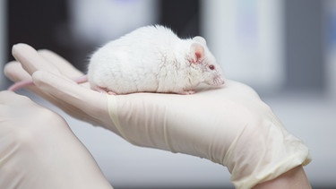 Eine wissenschaftliche Mitarbeiterin hat eine Maus auf der Hand. | Bild: picture-alliance/dpa