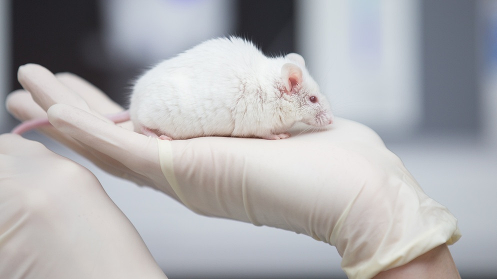 Eine wissenschaftliche Mitarbeiterin hat eine Maus auf der Hand. | Bild: picture-alliance/dpa