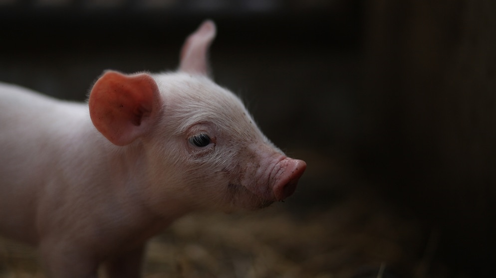 Ökologische Schweinemast, Allgemeinmotiv | Bild: BR/Max Hofstetter