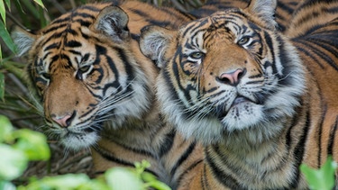 Zwei Sumatra Tiger dösen im Schatten | Bild: picture-alliance/dpa